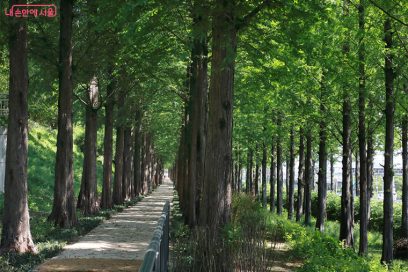 월드컵공원 메타세쿼이아길 2.3km 완성, 노을공원 5월 22일 개방 서울 산책 코스 정리